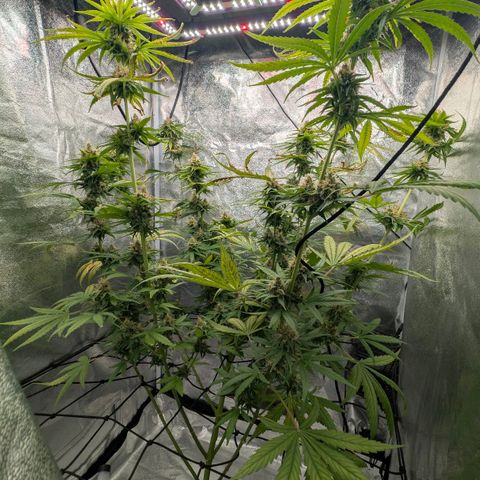 Banana - Photo - BioTabs Perfect Plant - DryFerm Bag growlog timeline photo