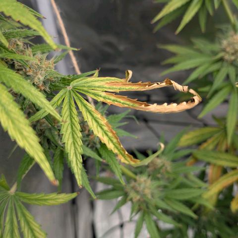 Banana - Photo - BioTabs Perfect Plant - DryFerm Bag growlog photo: Kalium Mangel