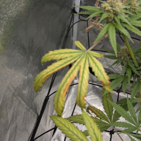 Banana - Photo - BioTabs Perfect Plant - DryFerm Bag growlog photo: Kalium Mangel