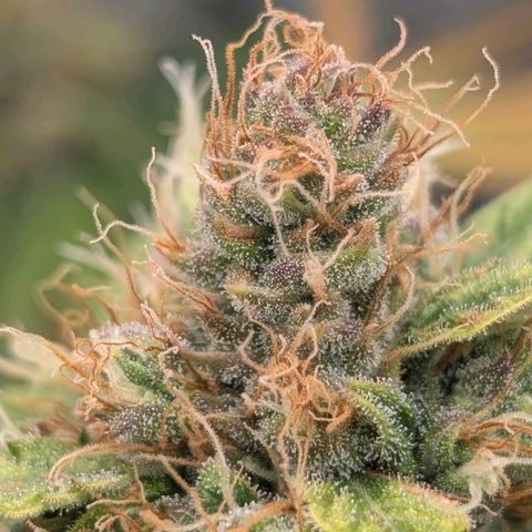Banana - Photo - BioTabs Perfect Plant - DryFerm Bag growlog timeline photo