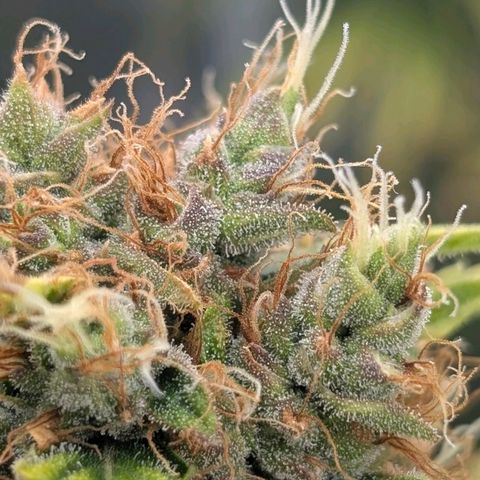Banana - Photo - BioTabs Perfect Plant - DryFerm Bag growlog timeline photo