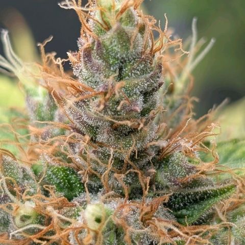 Banana - Photo - BioTabs Perfect Plant - DryFerm Bag growlog timeline photo
