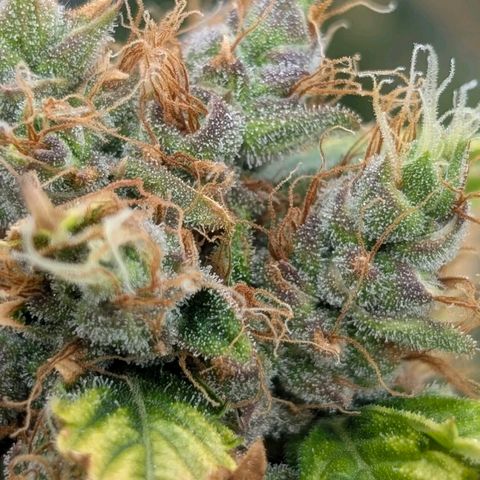 Banana - Photo - BioTabs Perfect Plant - DryFerm Bag growlog timeline photo