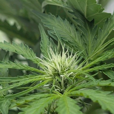 Apple Fritter Auto - Outdoor - BioTabs & Kompost growlog timeline photo