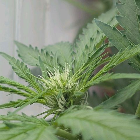 Apple Fritter Auto - Outdoor - BioTabs & Kompost growlog timeline photo