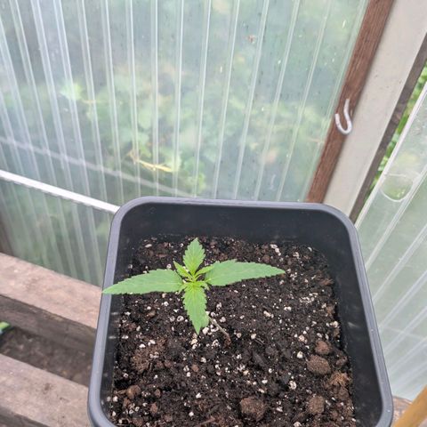 Do-Si-Dos Auto - Outdoor growlog timeline photo