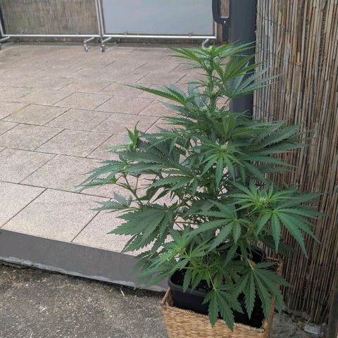 Apple Fritter Auto - Outdoor - BioTabs & Kompost growlog timeline photo