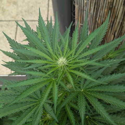 Apple Fritter Auto - Outdoor - BioTabs & Kompost growlog timeline photo