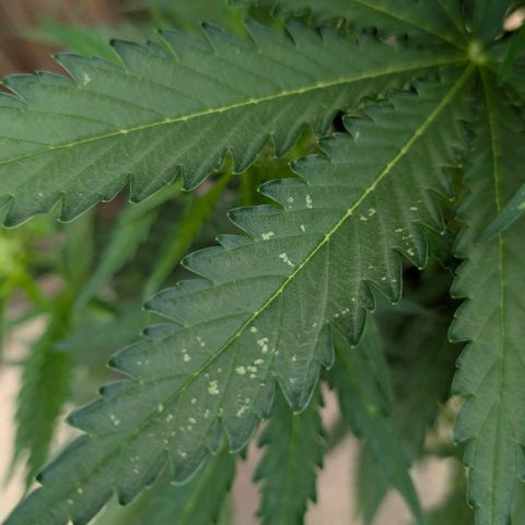 Apple Fritter Auto - Outdoor - BioTabs & Kompost growlog timeline photo