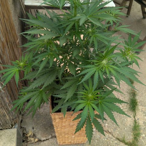 Apple Fritter Auto - Outdoor - BioTabs & Kompost growlog timeline photo
