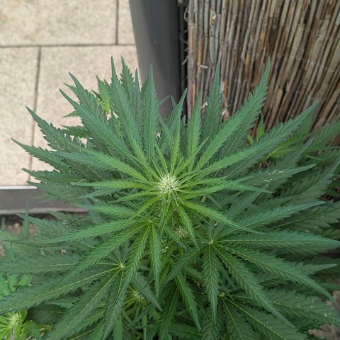 Apple Fritter Auto - Outdoor - BioTabs & Kompost growlog timeline photo