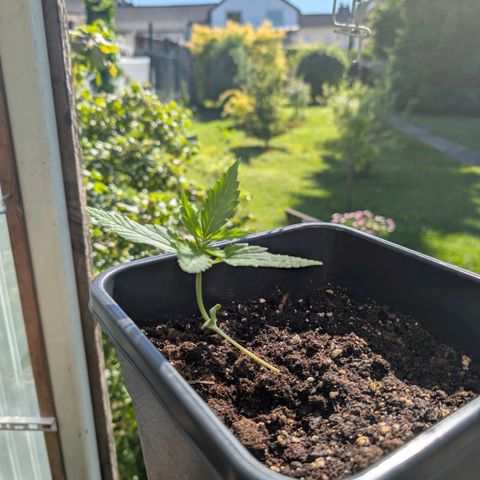 Do-Si-Dos Auto - Outdoor growlog timeline photo