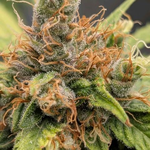 Banana - Photo - BioTabs Perfect Plant - DryFerm Bag growlog timeline photo