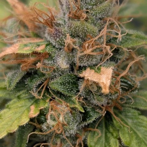 Banana - Photo - BioTabs Perfect Plant - DryFerm Bag growlog timeline photo