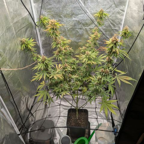 Banana - Photo - BioTabs Perfect Plant - DryFerm Bag growlog timeline photo