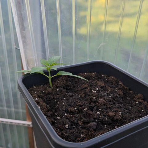 Do-Si-Dos Auto - Outdoor growlog timeline photo
