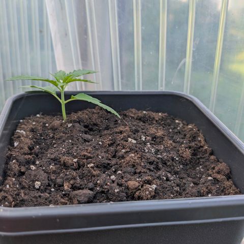 Do-Si-Dos Auto - Outdoor growlog timeline photo