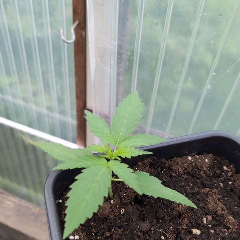 Do-Si-Dos Auto - Outdoor growlog timeline photo