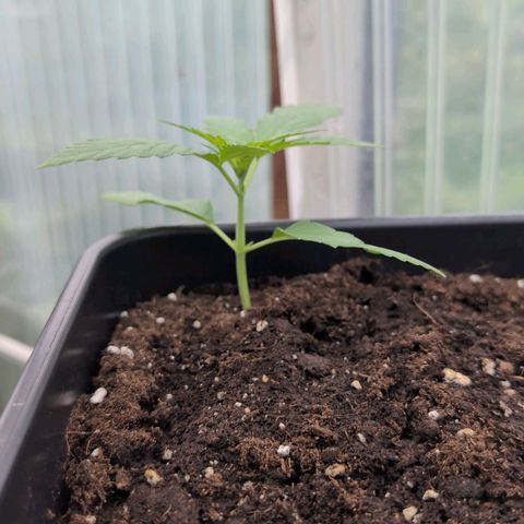 Do-Si-Dos Auto - Outdoor growlog timeline photo