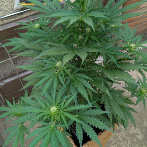 Apple Fritter Auto - Outdoor - BioTabs & Kompost growlog timeline photo