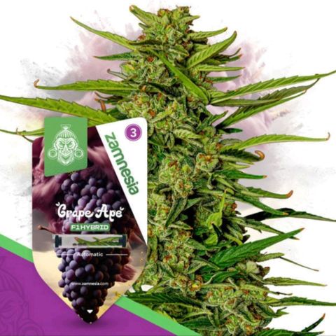 Grape Ape F1 Auto - Outdoor growlog photo