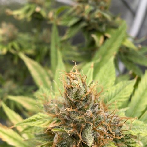 Banana - Photo - BioTabs Perfect Plant - DryFerm Bag growlog timeline photo