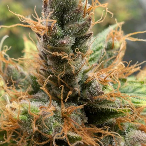 Banana - Photo - BioTabs Perfect Plant - DryFerm Bag growlog timeline photo