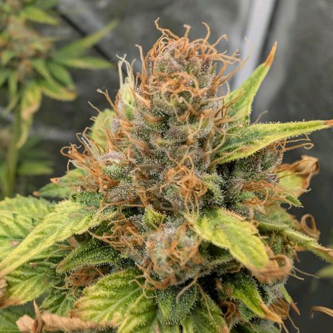 Banana - Photo - BioTabs Perfect Plant - DryFerm Bag growlog timeline photo