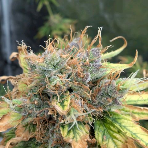 Banana - Photo - BioTabs Perfect Plant - DryFerm Bag growlog timeline photo