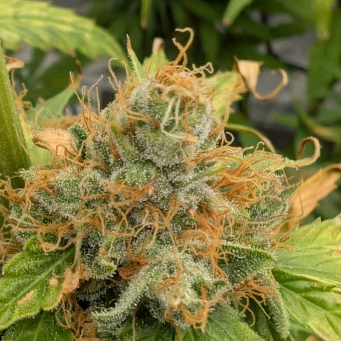 Banana - Photo - BioTabs Perfect Plant - DryFerm Bag growlog timeline photo