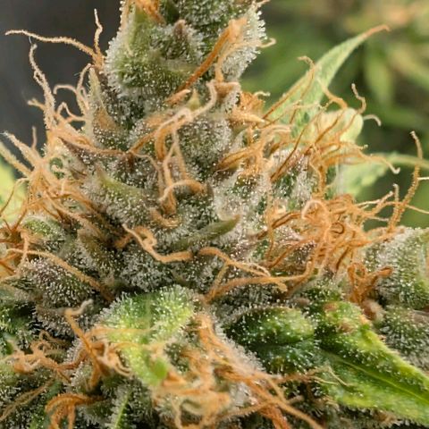 Banana - Photo - BioTabs Perfect Plant - DryFerm Bag growlog timeline photo