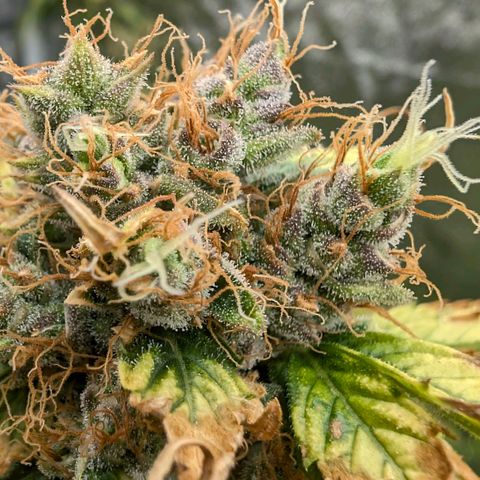 Banana - Photo - BioTabs Perfect Plant - DryFerm Bag growlog timeline photo