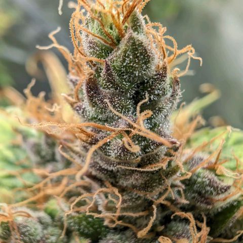 Banana - Photo - BioTabs Perfect Plant - DryFerm Bag growlog timeline photo