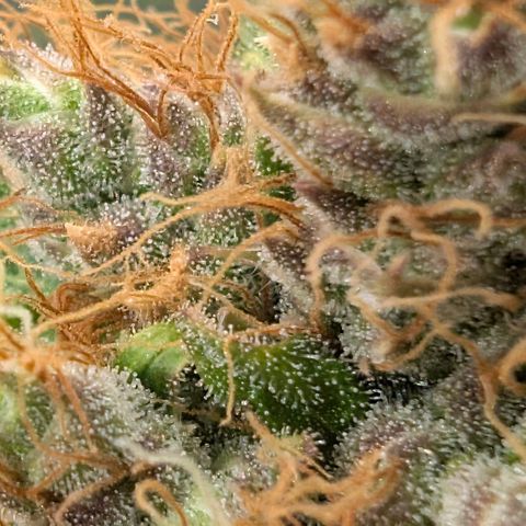 Banana - Photo - BioTabs Perfect Plant - DryFerm Bag growlog timeline photo