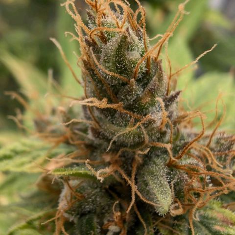 Banana - Photo - BioTabs Perfect Plant - DryFerm Bag growlog timeline photo