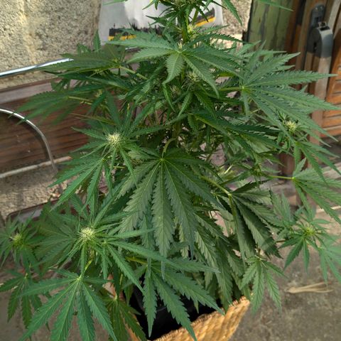 Apple Fritter Auto - Outdoor - BioTabs & Kompost growlog timeline photo
