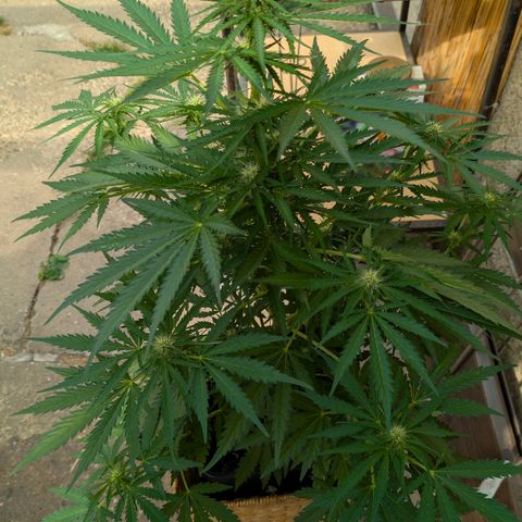 Apple Fritter Auto - Outdoor - BioTabs & Kompost growlog timeline photo