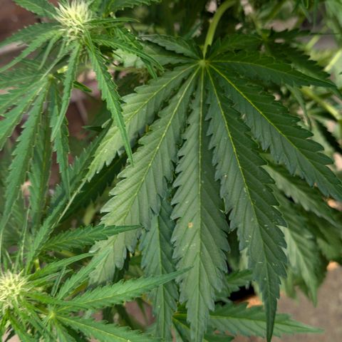 Apple Fritter Auto - Outdoor - BioTabs & Kompost growlog timeline photo