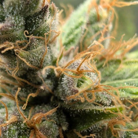 Banana - Photo - BioTabs Perfect Plant - DryFerm Bag growlog timeline photo