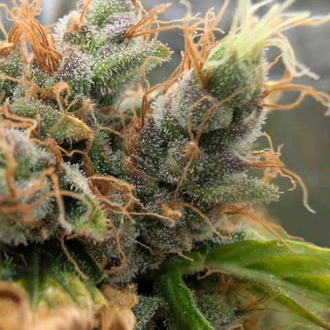 Banana - Photo - BioTabs Perfect Plant - DryFerm Bag growlog timeline photo