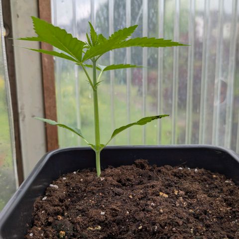 Do-Si-Dos Auto - Outdoor growlog timeline photo