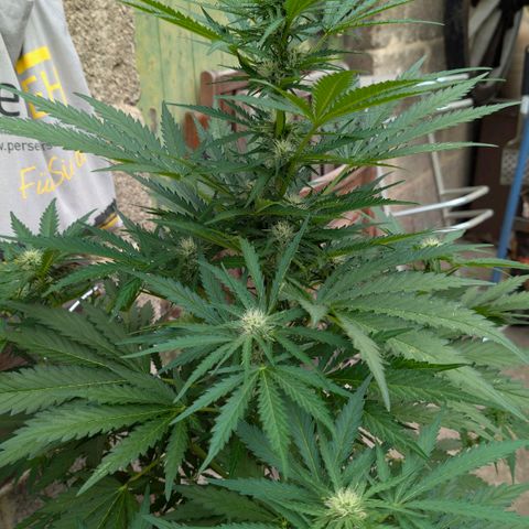 Apple Fritter Auto - Outdoor - BioTabs & Kompost growlog timeline photo