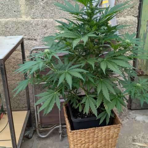 Apple Fritter Auto - Outdoor - BioTabs & Kompost growlog timeline photo