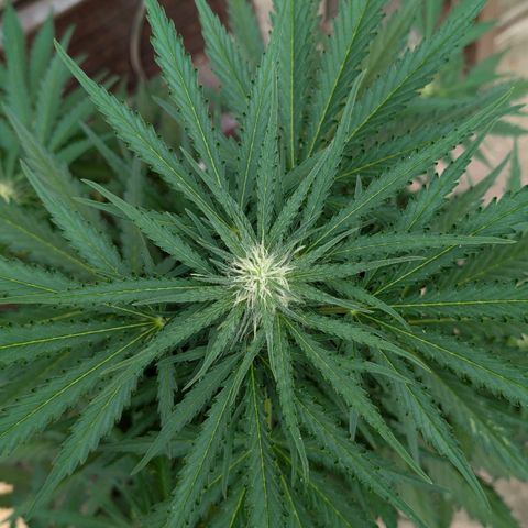 Apple Fritter Auto - Outdoor - BioTabs & Kompost growlog timeline photo