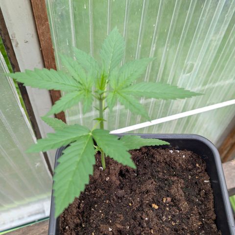 Do-Si-Dos Auto - Outdoor growlog timeline photo