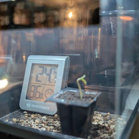 Grape Ape F1 Auto - Outdoor growlog photo