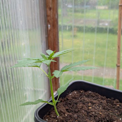 Do-Si-Dos Auto - Outdoor growlog timeline photo