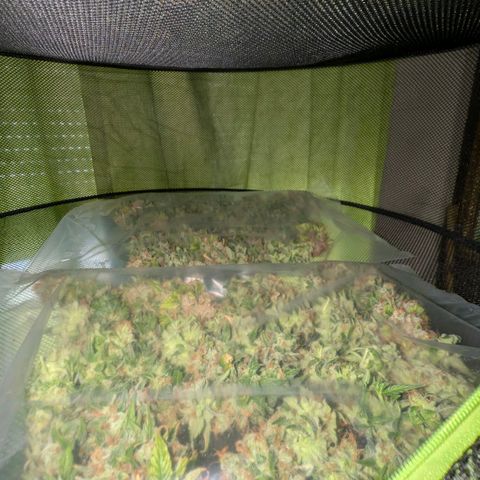 Banana - Photo - BioTabs Perfect Plant - DryFerm Bag growlog timeline photo
