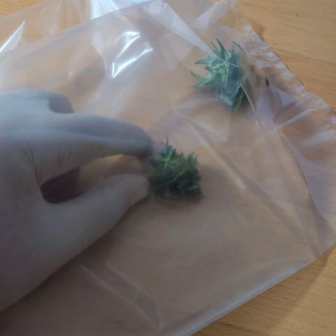 Banana - Photo - BioTabs Perfect Plant - DryFerm Bag growlog timeline photo