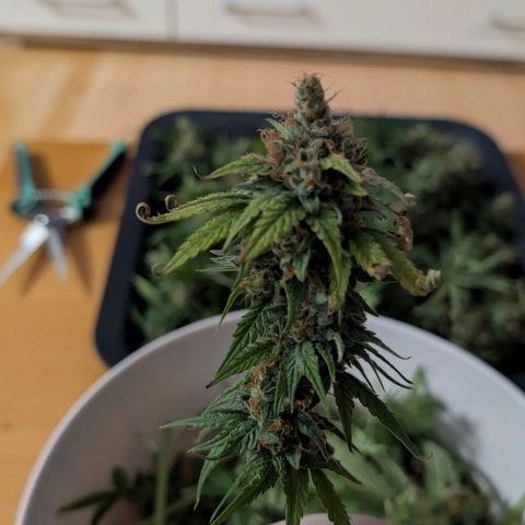 Banana - Photo - BioTabs Perfect Plant - DryFerm Bag growlog timeline photo